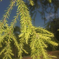 Melaleuca bracteata F.Muell.